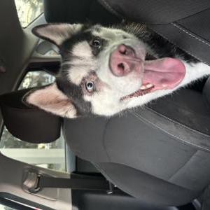 Image of Unknown, Found Dog