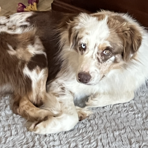 Lost Dog Banjo