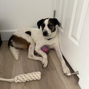 Image of Creel, Lost Dog