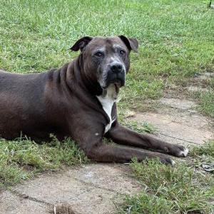 Lost Dog Diesel