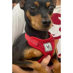 Image of Luna, Lost Dog