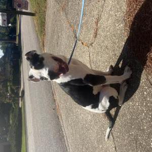 Image of Unknown, Found Dog