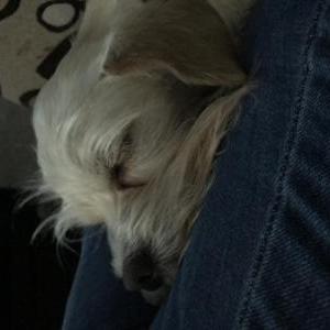 2nd Image of Granola, Lost Dog