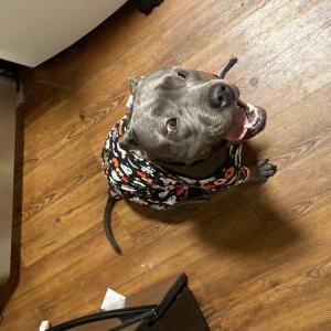 Image of Draco, Lost Dog