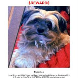 Lost Dog Leo