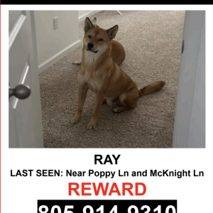 Image of Ray, Lost Dog