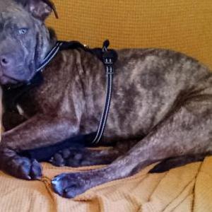 Image of Havok, Lost Dog