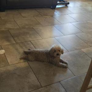 Image of Chiquis, Lost Dog