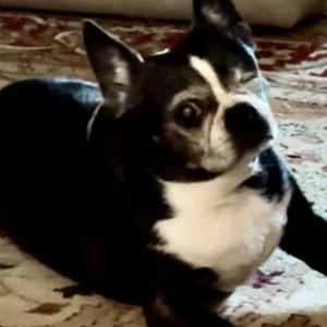 Image of Sam, Lost Dog