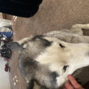 Found Dog Unknown