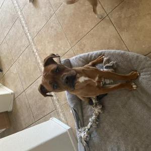 Image of Odie, Lost Dog