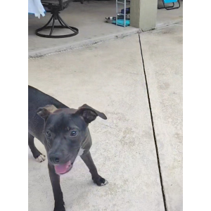 Image of Romila, Lost Dog