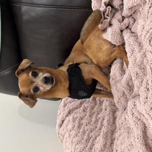 Image of Unknown, Found Dog