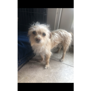 2nd Image of Brownie, Lost Dog