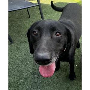 Image of Macy, Lost Dog