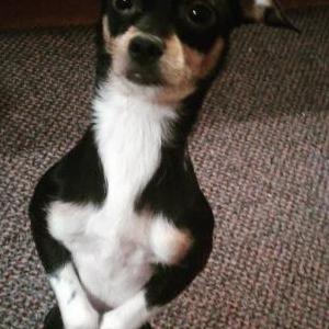 Image of Brownie, Lost Dog