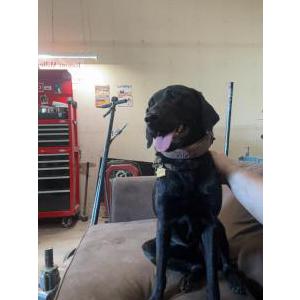 Lost Dog Dolly