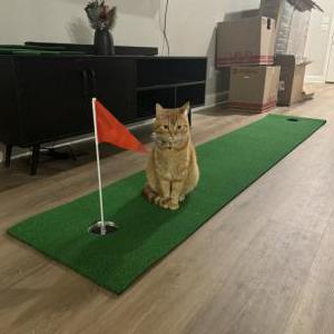 Image of OJ, Lost Cat