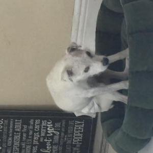 Image of Sparky, Lost Dog