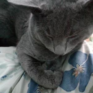 Image of Bobby, Lost Cat