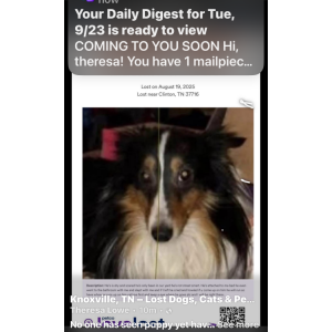 Image of Elvis but call puppy, Lost Dog