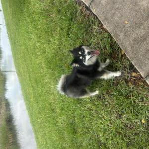 Image of Kai, Lost Dog