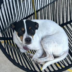 Image of Oreo, Lost Dog