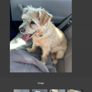 Found Dog Unknown
