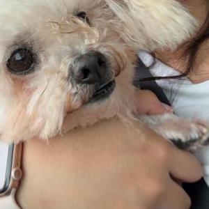 Image of Lucas, Lost Dog