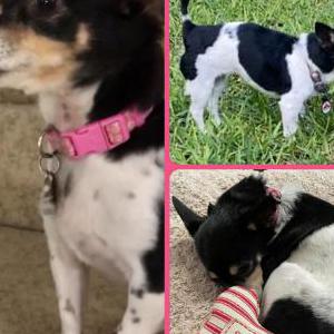 Image of Bella, Lost Dog