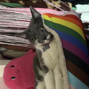 Image of Pebbles, Lost Cat