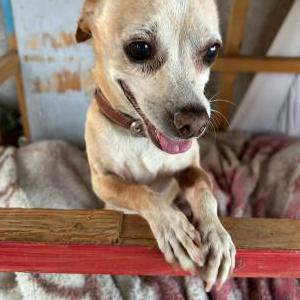 Image of Palomo, Lost Dog