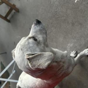 Found Dog Unknown