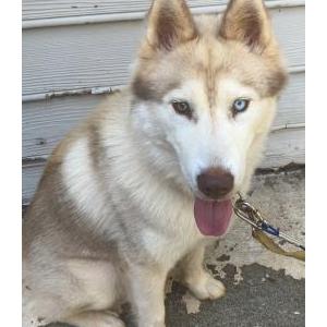 Image of Cody, Lost Dog