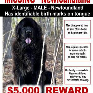 Image of Max, Lost Dog