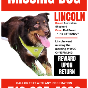 Image of Lincoln, Lost Dog