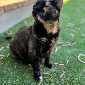 Image of Mochi, Lost Cat