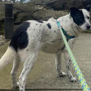 Image of Rosie, Lost Dog