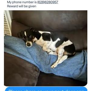 Lost Dog Moo moo