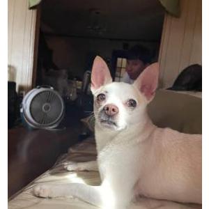 Image of Chulo, Lost Dog