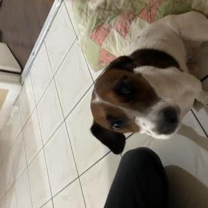 Image of unknown, Found Dog