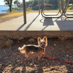 Image of Harley (5 lb Yorkie), Lost Dog