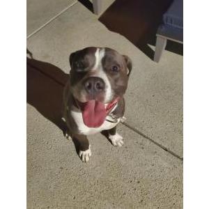 Image of Unknown, Found Dog