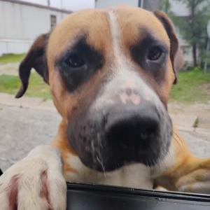 Image of JoJo (BIg Boi ), Lost Dog