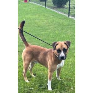 2nd Image of JoJo (BIg Boi ), Lost Dog