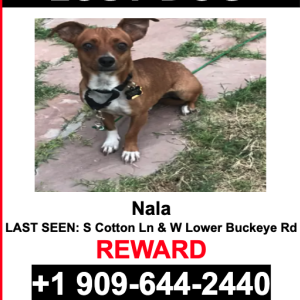 Image of Nala, Lost Dog