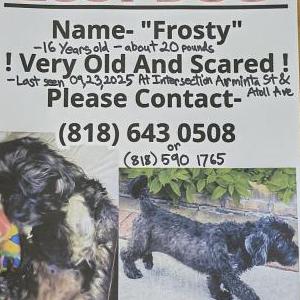 Lost Dog Frosty