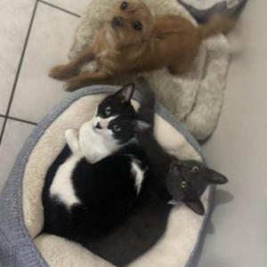 Image of Gato, Lost Cat