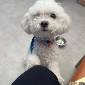 Image of Sadie, Found Dog