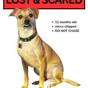 Image of Marty, Lost Dog
